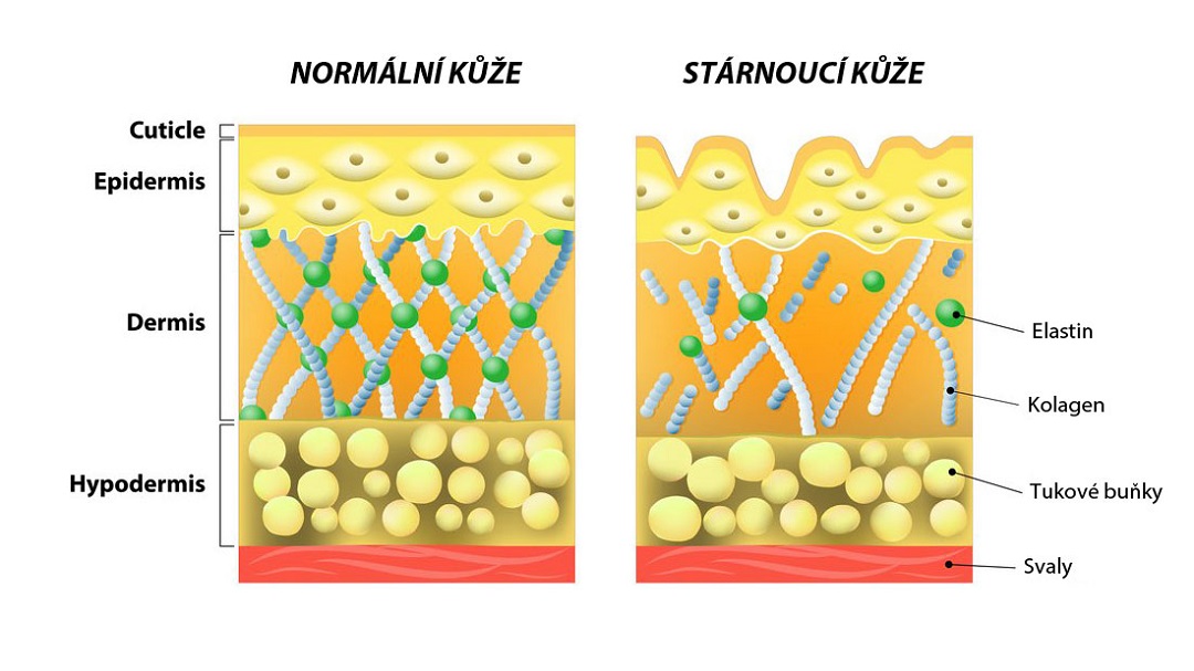 Kolagen a struktura kůže