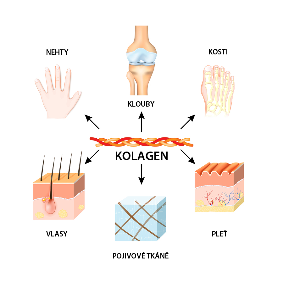 Typy kolagenu 1, 2, 3