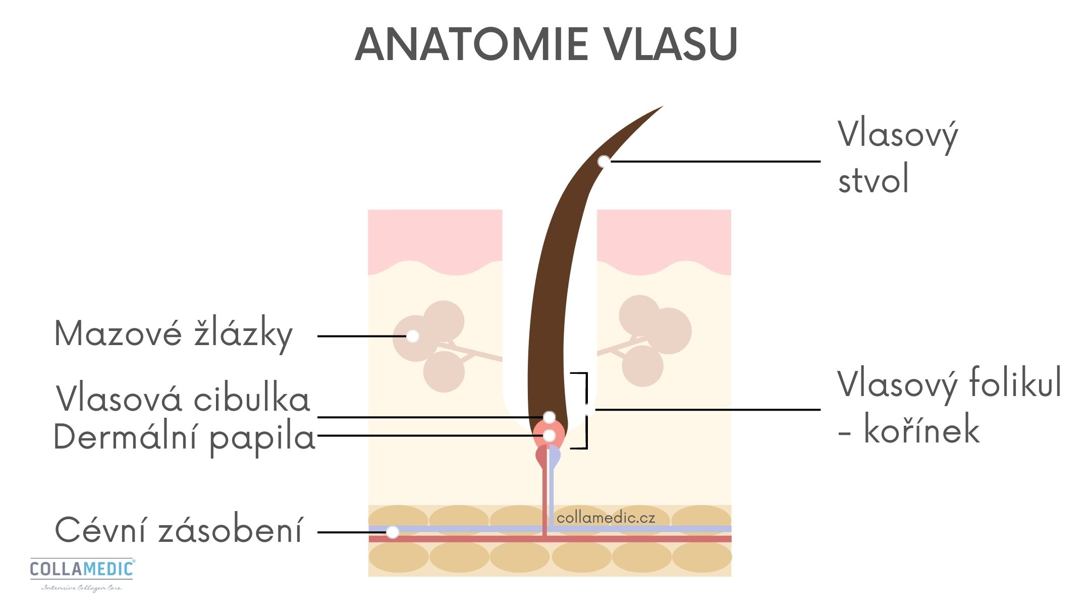 Anatomie vlasu, struktura vlasu