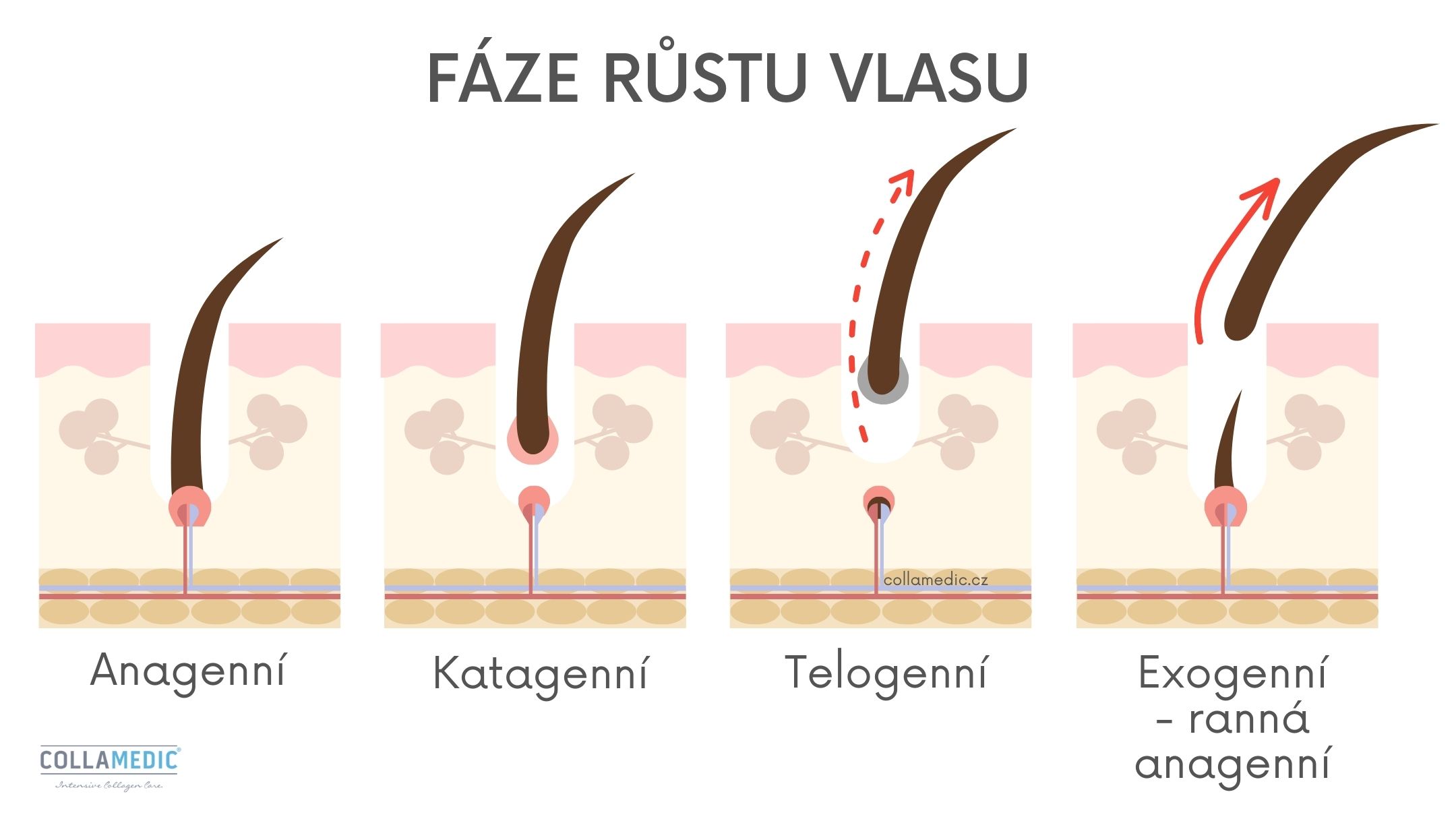 Fáze růstu vlasu - životní cyklus vlasu, vitamíny na vlasy Collamedic Hair Care Keranat 