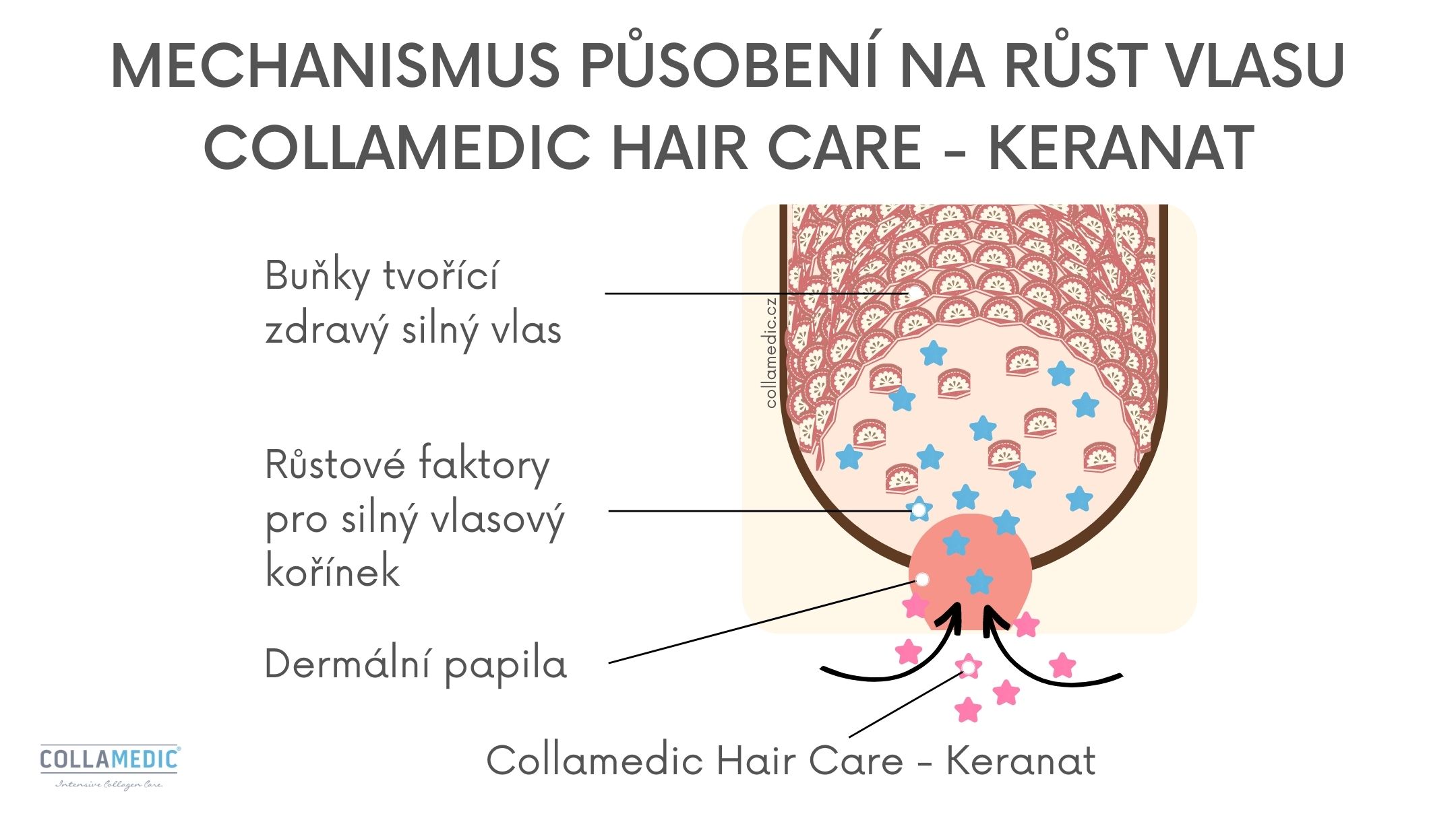 Collamedic Hair Care Keranat - vitaminy na vlasy - mechanismus působení na růst vlasů
