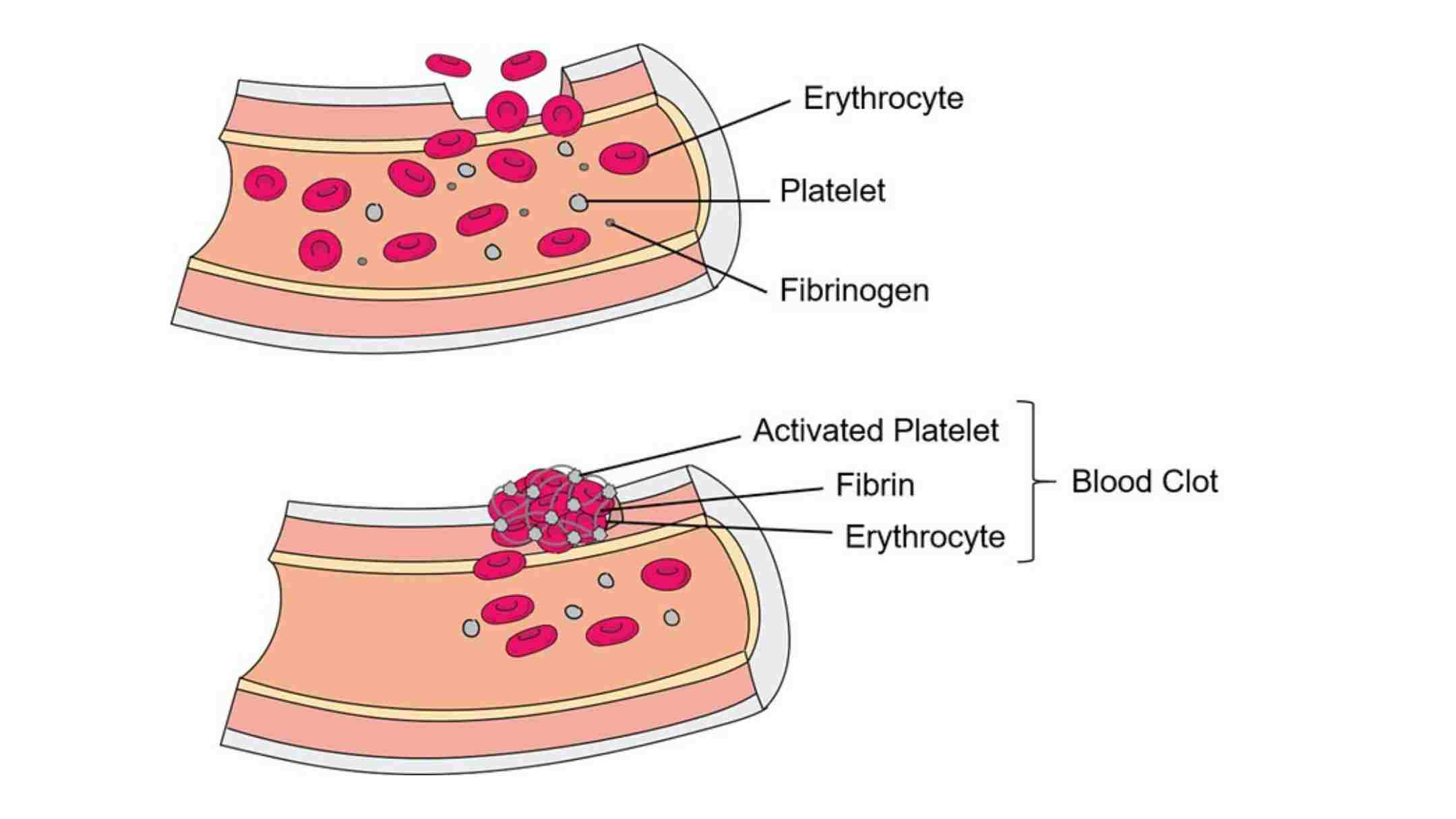 Fibrin